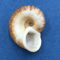 #36 Cyclophorus daraganicus 28mm South Luzon, Philippines