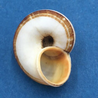 #4 Aulopoma grande 29.3mm Sri Lanka Cyclophoridae