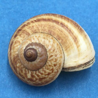 #5 Aulopoma grande 28.7mm Sri Lanka Cyclophoridae