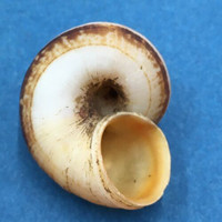 #22 Aulopoma grande 27.9mm Sri Lanka Cyclophoridae