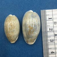 #6 Cypraea (Erronea) errones Set x2 24-29mm Netted, Negros Island, Philippines