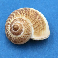 #18 Aulopoma grande 28.7mm Sri Lanka Cyclophoridae