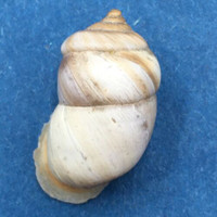 #12 Pupinidius pupinella 19.8mm South Gansu, China, On Rocks Enidae