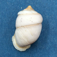 #16 Pupinidius pupinella 18.8mm South Gansu, China, On Rocks Enidae