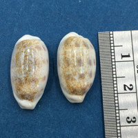 Cypraea pallidula Set x2 21.9-23.1mm Netted, Negros Island, Philippines