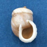 #2 Pupinidius pupinella 19.4mm South Gansu, China, On Rocks Enidae