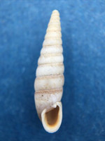 #2 Serina cathaica 17.3mm South Gansu, China, Enidae