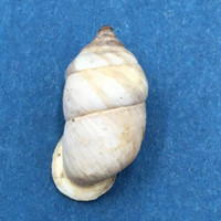 #6 Pupinidius pupinella 18.1mm South Gansu, China, On Rocks Enidae