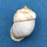 #8 Pupinidius pupinella 19.2mm South Gansu, China, On Rocks Enidae