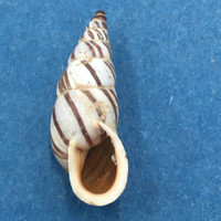 #11 Pseudonapaeus beresowskii 24.2mm China Enidae