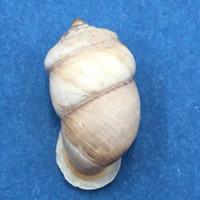 #5 Pupinidius pupinella altispirus 20.1mm South Gansu, China Enidae