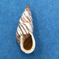 #2 Pseudonapaeus beresowskii 20.7mm China Enidae