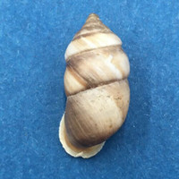 #11 Pupinidius pupinella altispirus 20.2mm South Gansu, China Enidae