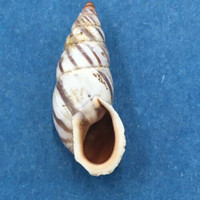 #3 Pseudonapaeus beresowskii 23.8mm China Enidae