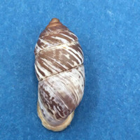 #2 Pupinidius obrutschewi 21.8mm China Enidae