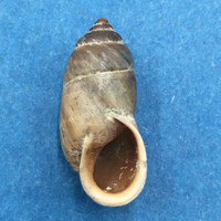 #7 Pupinidius nanpingensis 23.8mm South Gansu, China Enidae