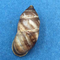 #9 Pupinidius nanpingensis 22.8mm South Gansu, China Enidae