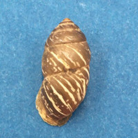 #3 Pupinidius obrutschewi 21.2mm China Enidae