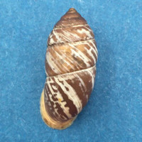 #5 Pupinidius obrutschewi 22.5mm China Enidae