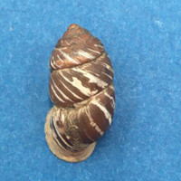 #8 Pupinidius obrutschewi 20.9mm China Enidae