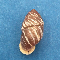 #9 Pupinidius obrutschewi 19.7mm China Enidae