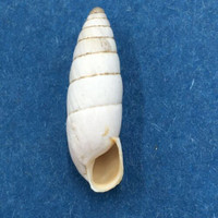 #15 Leucomastus varnensis 18.1mm Razdelna, Bulgaria, On Grasses, Enidae