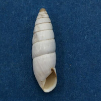 #3 Leucomastus varnensis 18.7mm Razdelna, Bulgaria, On Grasses, Enidae