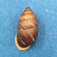 #20 Pupinidius nanpingensis 18.2mm South Gansu, China Enidae