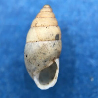 #3 Mastus rossmaessleri 10.1mm Bulgaria Enidae