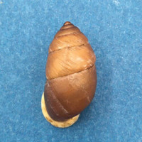 #14 Pupinidius nanpingensis 120mm South Gansu, China Enidae