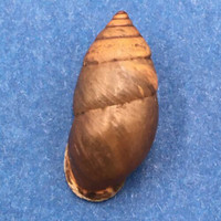 #17 Pupinidius nanpingensis 20.7mm South Gansu, China Enidae