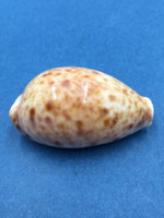 #23 Cypraea (Lyncina) lynx 46mm Samar Is. East, Philippines In Rocks, Low Tide