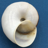 #5 Ampelita madecassina 43.1mm South East Madagascar, Among Leaf Litter Acavidae