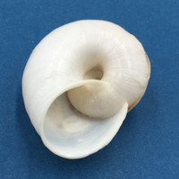 #7 Ampelita madecassina 41.8mm South East Madagascar, Among Leaf Litter Acavidae