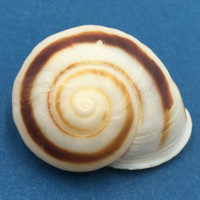 #8 Ampelita madecassina 421.mm South East Madagascar, Among Leaf Litter Acavidae