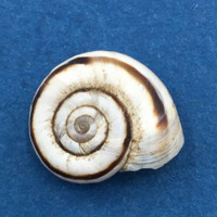 #9 Xerolenta obvia 16.6mm Disentis, Switzerland 1130m On Grass Geomitridae