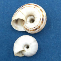 #1 Xerolenta obvia 12-16.9mm Disentis, Switzerland 1130m On Grass Geomitridae