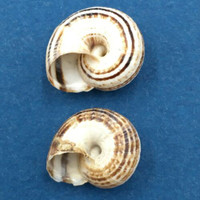 #3 Helicella sp. 13.4-14.5mm Ankara, Turkey, on bushes, 1987 Geomitridae