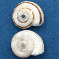 #2 Xerolenta obvia 13.6-14mm Disentis, Switzerland 1130m On Grass Geomitridae