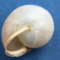 #5 Monacha cartusiana 15.5mm Turkey Hygromiidae