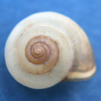 #6 Monacha cartusiana 13.6mm Turkey Hygromiidae