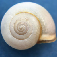 #8 Monacha cartusiana 14.6mm Turkey Hygromiidae