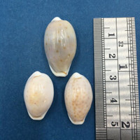 #43 Cypraea (Naria) Boivinii Set x3 21-27mm Netted, Negros Island, Philippines