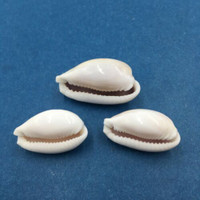 #43 Cypraea (Naria) Boivinii Set x3 21-27mm Netted, Negros Island, Philippines