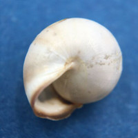 #1 Monacha syriaca 12.1mm Iskenderun, Turkey Hygromiidae