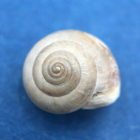 #4 Monacha syriaca 11.2mm Iskenderun, Turkey Hygromiidae