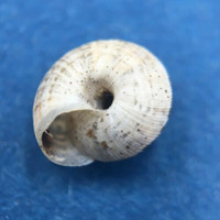 #3 Helicella caperata 6.7mm Tolaga Bay, New Zealand, Geomitridae