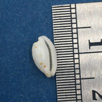 #2 Cypraea (Ransoniella) punctata trizonata 8.1mm French Polynesia 20' Deep 2001