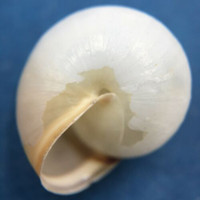 #1 Monacha cartusiana 16.3mm Turkey Hygromiidae