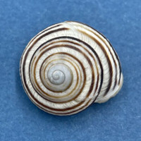 #2 Caucasotachea vindobonensis 22.6mm Krosno, S.E. Poland Helicidae